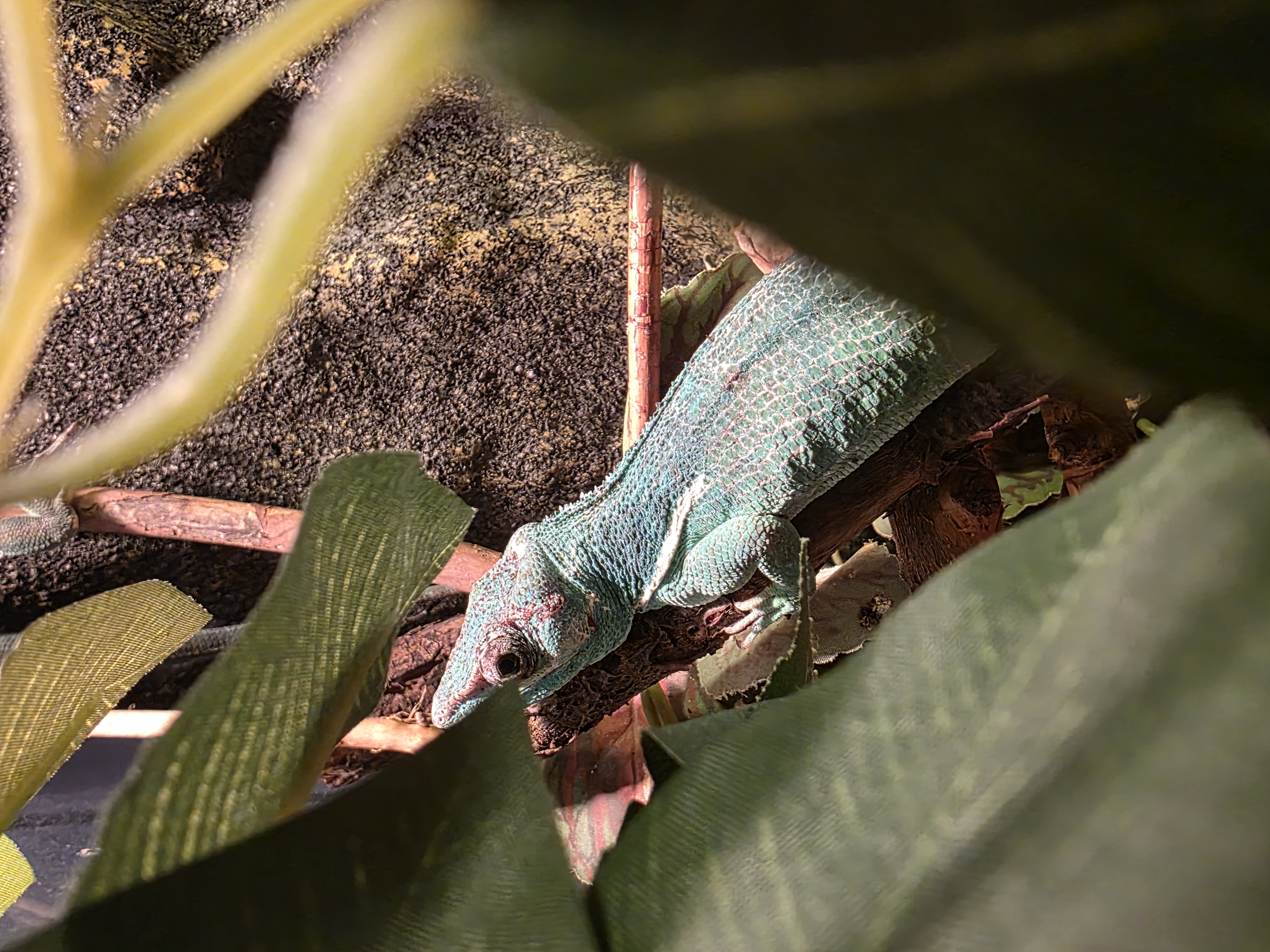 A Knight Anole kept by Patrick and Marlena in Stony Plain, Alberta